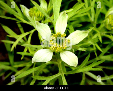 Nigella Sativa, schwarzen Kümmel angebaut einjähriges Kraut mit fein geteilten Blättern und blass weiße Blüten, Kapsel, schwarzen Samen Stockfoto