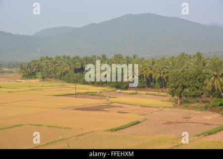 Goa, Indien - 23. Oktober 2015 - Familienmitglieder arbeiten mit ihren Händen auf Feldern in Goa, Indien. Stockfoto