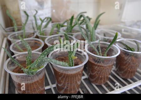 Mumbai, Indien - 28. Oktober 2015 - Aloevera in einem biogenetischen Testlabor Stockfoto