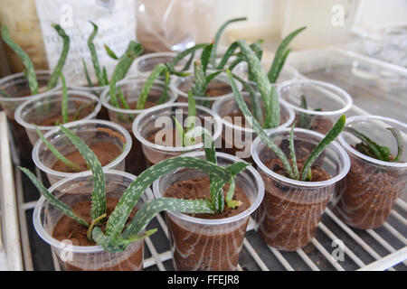 Mumbai, Indien - 28. Oktober 2015 - Aloevera in einem biogenetischen Testlabor Stockfoto