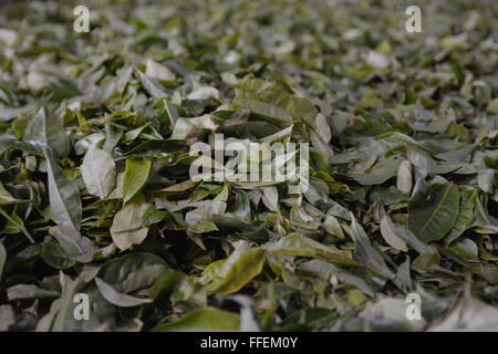 Tee-Blätter während der Verarbeitung in Stoff in Munnar, Süd-Indien Stockfoto