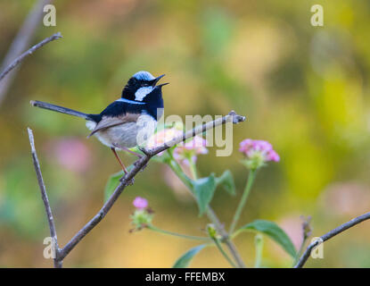 Männliche Super Fairy - Wren (Malurus cyaneus) Gesang, NSW, Australien Stockfoto