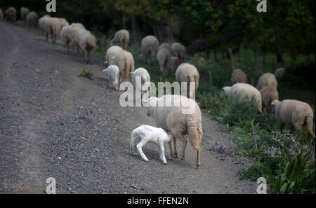 Ein Lamm leckt seine Mutter in Prado del Rey, Sierra de Cadiz, Andalusien, Spanien Stockfoto