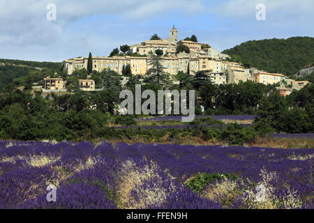 Feld von Lavendel und Banon Dorf, Alpes de Haute Provence, Frankreich Stockfoto