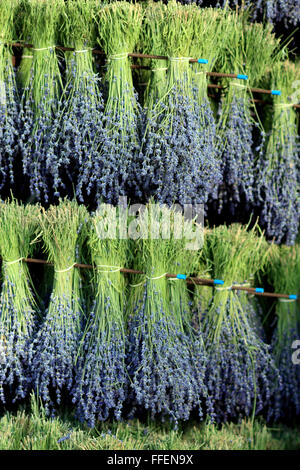 Lavendelernte in Drome Provençale: Trocknen der Blumensträuße. Ferrassieres, Drome, Frankreich Stockfoto