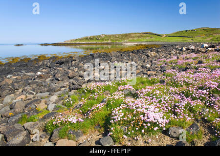 Dunvegan, Isle Of Skye Highland, Schottland. Blick entlang der felsigen Ufer von Loch Dunvegan, Meer Rosa (Armeria Maritima) in Blüte. Stockfoto