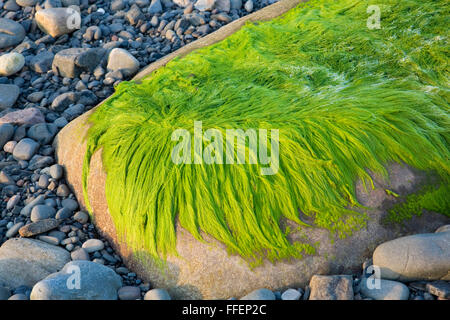 Elgol, Isle Of Skye Highland, Schottland. Rock in leuchtend grüne Algen am Ufer des Loch Scavaig abgedeckt. Stockfoto