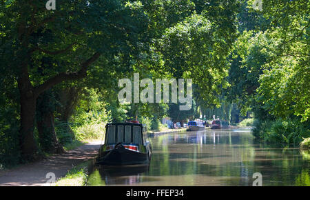 Pyrford, Woking, Surrey, England. Narrowboat vertäut unter einem Baldachin von Bäumen auf dem Fluss Wey Navigation. Stockfoto