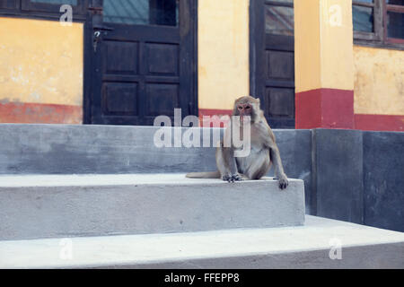 Ein Affe sitzt vor einem Haus auf Monkey Island, Cat Ba, Vietnam. Stockfoto