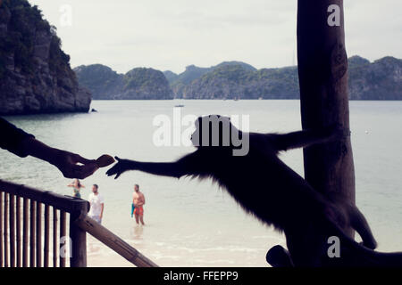 Affe greift nach Banane auf Monkey Island, Cat Ba, Vietnam Stockfoto