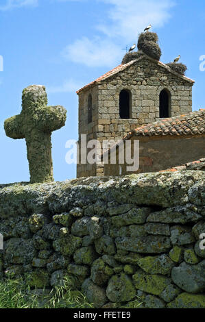 Weißstörche (Ciconia Ciconia) nisten am Dach der alten Kirche im Dorf, Spanien Stockfoto