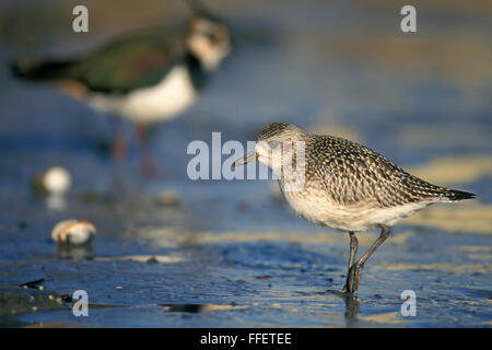 Regenpfeifer grau / schwarz-bellied Regenpfeifer (Pluvialis Squatarola) auf Futtersuche auf flachen Schlamm Stockfoto