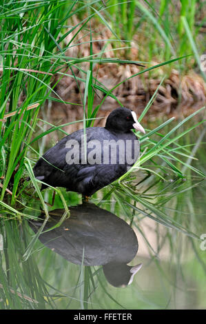 Spiegelung im Wasser des eurasischen Blässhuhn (Fulica Atra) ruht auf bank Stockfoto