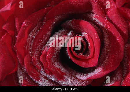 Makroaufnahme einer roten rose Herz und Blütenblätter mit gefrorenem Wasser Stockfoto