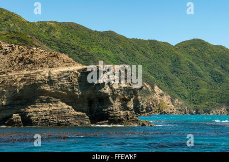 Landzunge in der Nähe des Schiffes Bucht, Marlborough Sound, Neuseeland Stockfoto