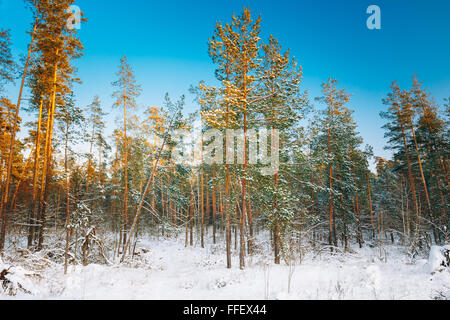 Sonnenuntergang Sonnenaufgang im schönen verschneiten Winterwald. Stockfoto