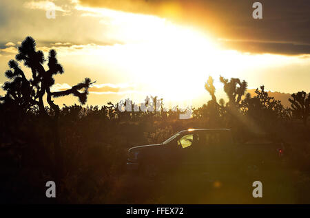 Suchscheinwerfer, Nevada, USA. 12. Februar 2016. Regisseur David Lamfrom der kalifornische Wüste und National Wildlife treibt seinen LKW durch den Joshua Tree Wald er hohe Wüstengebiet der Burg Berge Montag, 1. Februar 2016 Touren. Eine 21.000 Hektar großen Parzelle südwestlich von Searchlight, Nevada in Kalifornien wird vorgeschlagen, als nationales Denkmal zum Schutz einer Fläche weggelassen, wenn die 1,5 Millionen Hektar großen Mojave National Preserve 1994 gegründet wurde. © David Becker/ZUMA Draht/Alamy Live-Nachrichten Stockfoto