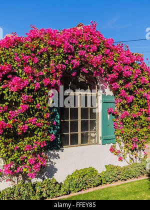 Bougainvillea-Blüten bilden einen Bogen über ein Fenster eines alten Adobe-Stil-Stuck-Hauses im älteren Teil von Palm Springs, Kalifornien. Stockfoto