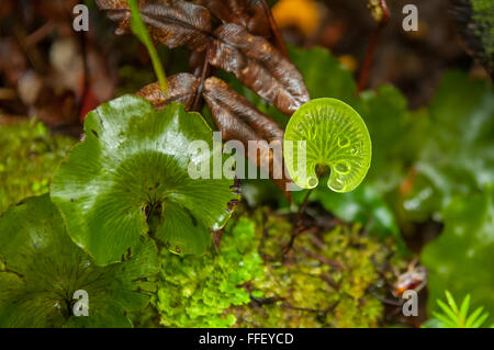 Trichomanes Reniforme, Niere Farn Stockfoto