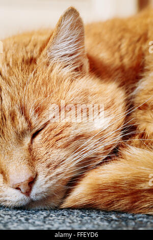 Nahaufnahme eines friedlichen Red Cat gewellt, schlafen in seinem Bett Stockfoto