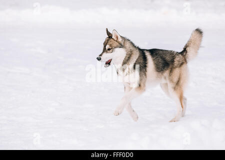 Young Husky Hund spielen und laufen im Freien im Schnee, Winter-Saison. Sonnigen Tag Stockfoto