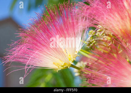 Calliandra Blumen, auch bekannt als Puderquaste Blumen oder Fee Duster Blumen, fotografiert in Südfrankreich. Stockfoto