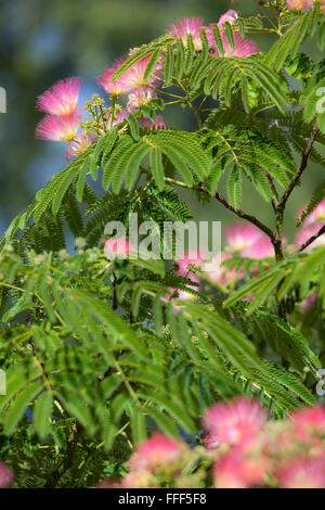 Calliandra Blumen, auch bekannt als Puderquaste Blumen oder Fee Duster Blumen, fotografiert in Südfrankreich. Stockfoto