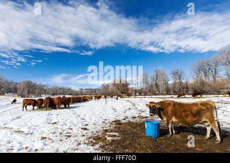 Rinder, Ranch Weide neben dem kleinen Berg Stadt Salida, Colorado, USA Stockfoto