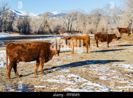 Rinder, Ranch Weide neben dem kleinen Berg Stadt Salida, Colorado, USA Stockfoto