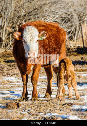 Jungen Kalb saugt Milch von Kuh, Ranch Weide neben dem kleinen Berg Stadt Salida, Colorado, USA Stockfoto