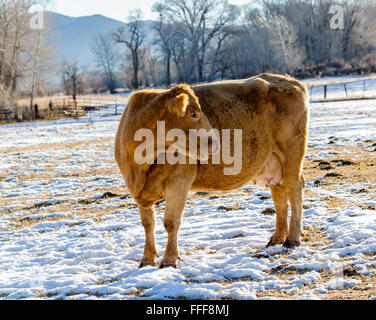 Rinder, Ranch Weide neben dem kleinen Berg Stadt Salida, Colorado, USA Stockfoto