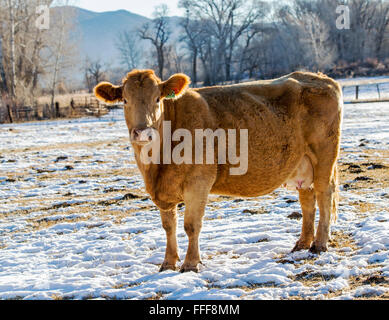 Rinder, Ranch Weide neben dem kleinen Berg Stadt Salida, Colorado, USA Stockfoto