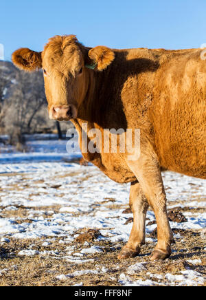 Rinder, Ranch Weide neben dem kleinen Berg Stadt Salida, Colorado, USA Stockfoto