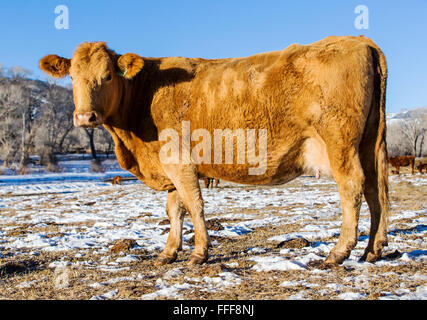 Rinder, Ranch Weide neben dem kleinen Berg Stadt Salida, Colorado, USA Stockfoto