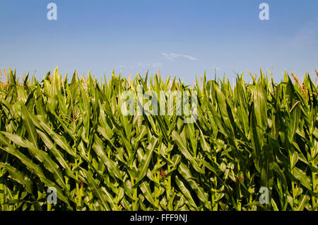 Jungen grünen Mais Stiele Reichweite für den Himmel im sonnigen Australien unter blauem Himmel und weißen Wolken Stockfoto