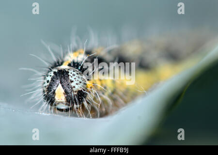 Großer weißer Schmetterling (Pieris Brassicae) Raupe. Eine Nahaufnahme von großen Larve dieses gemeinsamen Schmetterlings, Fütterung auf ein Kohlkopf Stockfoto