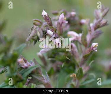 Rote Bartsia (Odontites Vernus). Eine parasitäre Pflanze in der Familie Scrophulariaceae, mit rosa Blüten Stockfoto