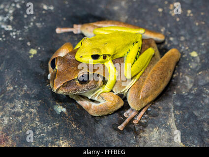 Männliche und weibliche Stony Creek Frosch (Litoria Wilcoxii) in Amplexus, northern NSW, Australien Stockfoto