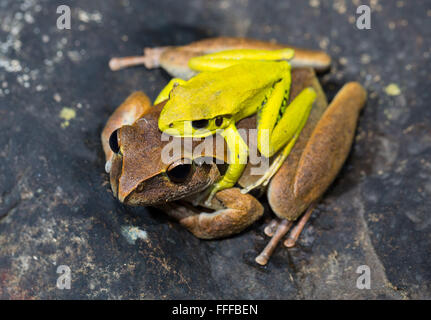 Männliche und weibliche Stony Creek Frosch (Litoria Wilcoxii) in Amplexus, northern NSW, Australien Stockfoto