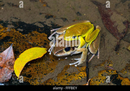 Männliche und weibliche Stony Creek Frosch (Litoria Wilcoxii) in Amplexus, northern NSW, Australien Stockfoto