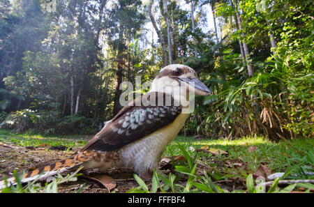 Laughing Kookaburra (Dacelo Novaeguineae), Nightcap National Park, NSW, Australien Stockfoto