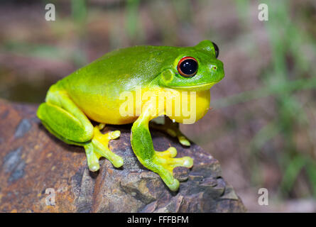 Australische rotäugigen Laubfrosch (Litoria Chloris), auch bekannt als Orange-eyed Laubfrosch, NSW, Australien Stockfoto