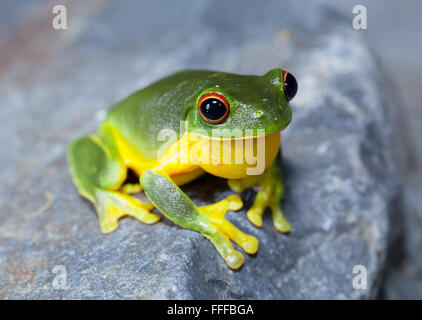 Australische rotäugigen Laubfrosch (Litoria Chloris), auch bekannt als Orange-eyed Laubfrosch, NSW, Australien Stockfoto