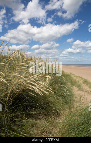 Dune Grass mit Hintergrund der schönen weißen Wolken und blauer Himmel bei Mablethorpe Strand, Lincolnshire, England, Großbritannien Stockfoto