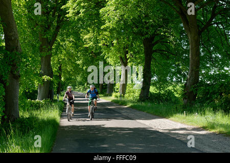 Paar Fahrrad Avenue, Qualzow, Müritz-Nationalpark, Mecklenburgische Seenplatte, Mecklenburg-Vorpommern Stockfoto