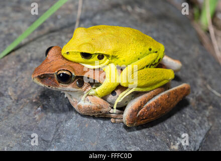 Männliche und weibliche Stony Creek Frosch (Litoria Wilcoxii) in Amplexus, northern NSW, Australien Stockfoto