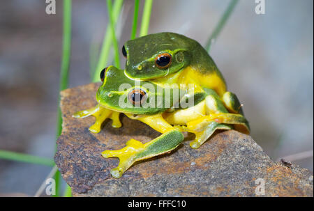 Zierliche Green Tree Frog (Litoria gracilenta). Auch als anmutige Laubfrosch, in amplexus, NSW, Australien bekannt Stockfoto