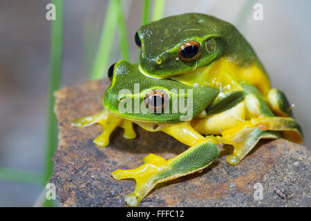 Zierliche Green Tree Frog (Litoria gracilenta). Auch als anmutige Laubfrosch, in amplexus, NSW, Australien bekannt Stockfoto