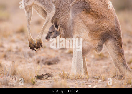 Weibliche rote Känguru (Macropus Rufus) mit jungen Joey im Beutel, Outback Queensland, Australien Stockfoto