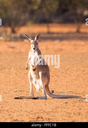 Rote Känguru (Macropus rufus) im Outback von Queensland, Australien Stockfoto